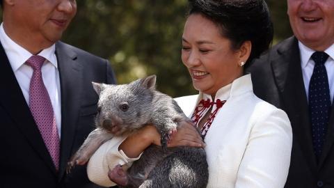 Australian Governor General Peter Cosgrove (R) with China's President Xi Jinping and his wife Peng Liyuan, as she holds a wombat in the grounds of Government House on November 17, 2014 in Canberra, Australia. (David Gray - Pool/Getty Images)