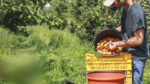 georgia peaches