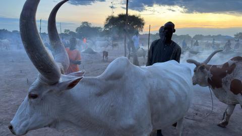 Wunthau cattle camp in Bor, Jonglei state, at dusk. (James Barnett)