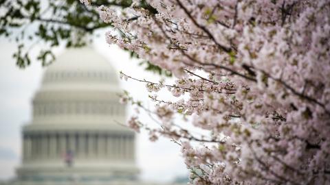 Japanese Cherry Blossom trees bloom along the National Mall on March 28, 2021 in Washington, DC. The Japanese cherry trees were gifted to Washington, DC, by Tokyo Mayor Yukio Ozaki in 1912 and draw tens of thousands of daily visitors around peak bloom every year. (Photo by Al Drago/Getty Images)