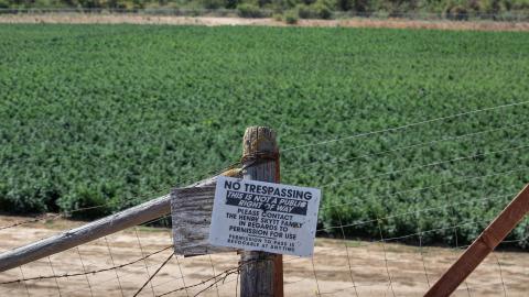 One of the largest outdoor legal marijuana grow operations in Santa Barbara County is in full view from heavily traveled Highway 246 on August 23, 2022, just outside Buellton, California. (George Rose via Getty Images)