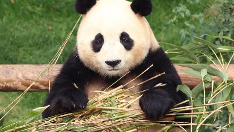 Giant panda Fu Bao
