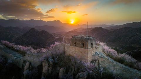 Wild peach and apricot flowers are in full bloom in Yanqing District, encircling the Longquanyu Great Wall on March 25, 2025, in Beijing. (Hao Jihong via Getty Images)