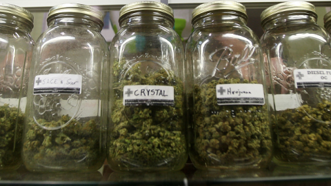 Dave Warden, a bud tender at Private Organic Therapy (P.O.T.), displays various types of marijuana available to patients on October 19, 2009 in Los Angeles, California. (David McNew/Getty Images)