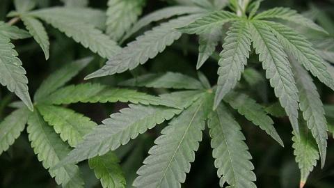 Leaves of a mature marijuana plant (Justin Sullivan/Getty Images)