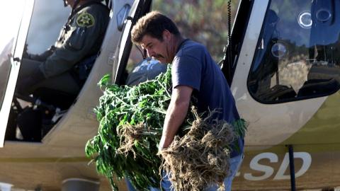 A sergeant in the Orange County Sheriff's Department confiscates a bundle of marijuana plants (Photo by Robert Lachman/Los Angeles Times via Getty Images)