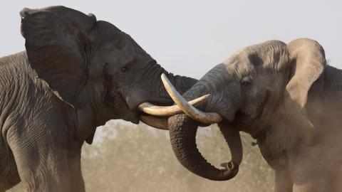 Bull elephants fighting at the Mooiplaas waterhole in the Kruger National Park, South Africa. (P. de Graaf/Getty Images)