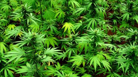 Marijuana plants in Belmont, Jamaica, June 3, 2011. (Kevin Cummins/Getty Images)