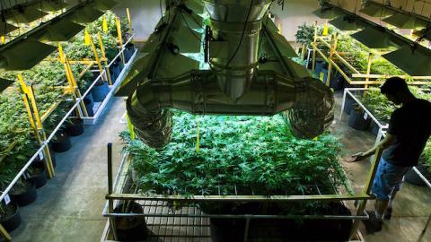 Ryan Milligan tends to the plants he grows at the Greenwekrs facility for sale to medical marijuana dispensaries in Denver, Colorado, on August 3, 2011. (Randall Benton/Sacramento Bee/MCT via Getty Images)