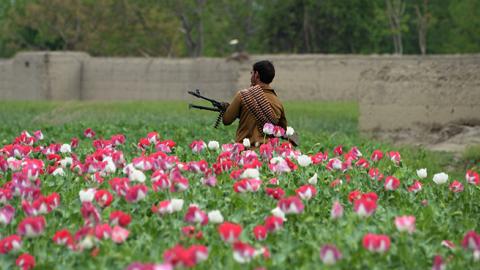 An Afghan security personnel stands guard as others destroy an illegal poppy crop in the Surkh Rod district of eastern Nangarhar province, April 5, 2017 (NOORULLAH SHIRZADA/AFP/Getty Images)