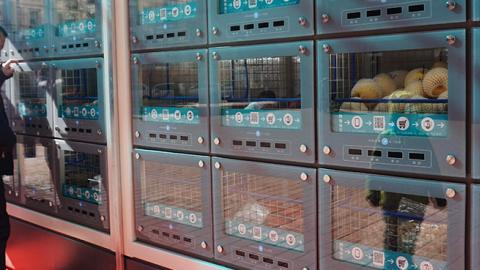 A man looks at a vending machine offering refrigerated fruits and vegetables for sale in Beijing, February 7, 2018. (Photo credit: AFP/Getty Images)