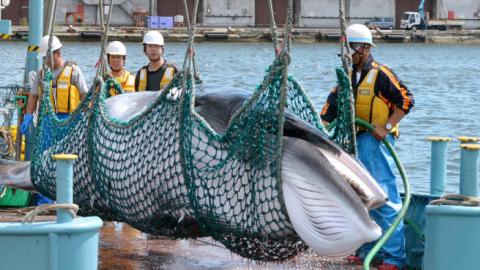 A common minke whale is unloaded at Kushiro port during a research whaling on September 5, 2015 in Kushiro, Hokkaido, Japan. (The Asahi Shimbun/Getty Images)