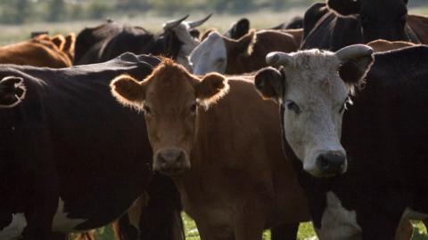 A group of cows rest in a cattle farm on March 07, 2009 in Lujan, Argentina. (Ricardo Ceppi/Getty Images)