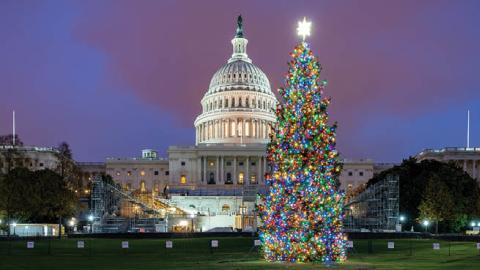 The 2020 US Capitol Christmas Tree on December 2, 2020