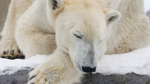 North Rhine-Westphalia, Gelsenkirchen: Polar bear Lara takes a nap in the snow.