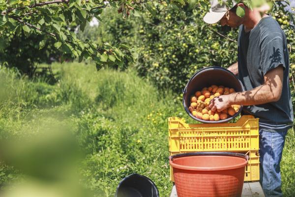 georgia peaches