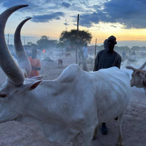 Wunthau cattle camp in Bor, Jonglei state, at dusk. (James Barnett)