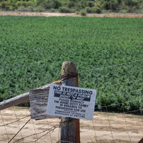 One of the largest outdoor legal marijuana grow operations in Santa Barbara County is in full view from heavily traveled Highway 246 on August 23, 2022, just outside Buellton, California. (George Rose via Getty Images)