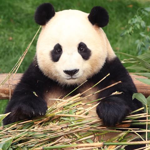Giant panda Fu Bao