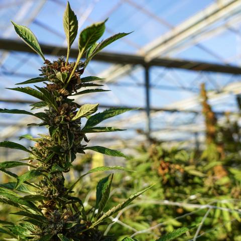 Cannabis plants are seen at East End Flower Farm in Mattituck, New York, on November 16, 2023. (Cecilia Sanchez/AFP via Getty Images)