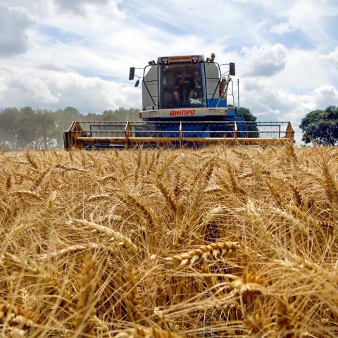 A combine harvester gathers crops in Farbovane, Ukraine, near Kyiv on July 9, 2026. (Getty Images)