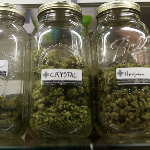 Dave Warden, a bud tender at Private Organic Therapy (P.O.T.), displays various types of marijuana available to patients on October 19, 2009 in Los Angeles, California. (David McNew/Getty Images)