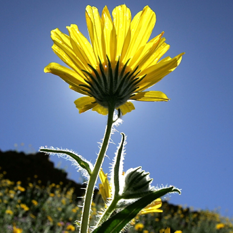 Desert wildflowers bloom on March 12, 2005 in Death Valley National Park, California. (David McNew/Getty Images)