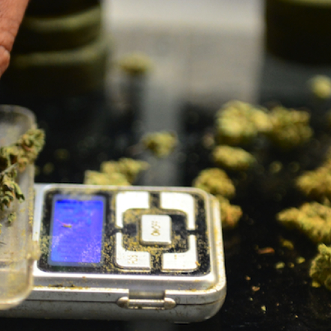 A vendor weighs marijuana buds at a medical marijuana dispensary in Los Angeles, California on July 4, 2014. (FREDERIC J. BROWN/AFP/Getty Images)