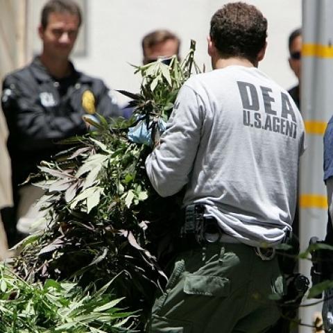 A Federal law enforcement agent carries a pile of marijuana plants seized during a raid of a medicinal marijuana club June 22, 2005 in San Franciso, California. (Justin Sullivan/Getty Images)