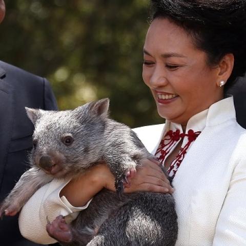 Australian Governor General Peter Cosgrove (R) with China's President Xi Jinping and his wife Peng Liyuan, as she holds a wombat in the grounds of Government House on November 17, 2014 in Canberra, Australia. (David Gray - Pool/Getty Images)