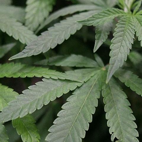 Leaves of a mature marijuana plant (Justin Sullivan/Getty Images)