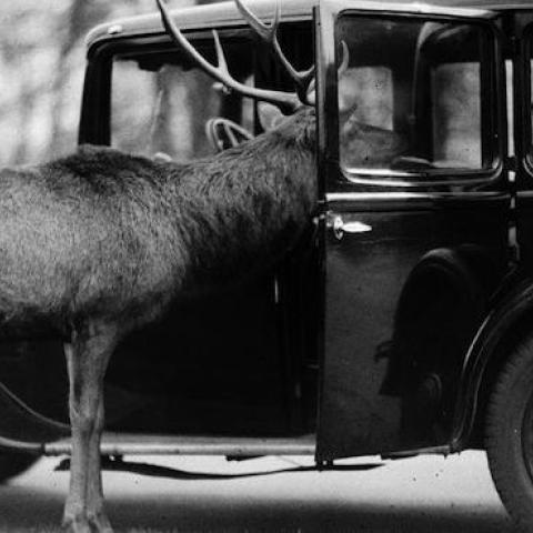 1935: A deer sticks his head inside a car looking for hand outs. (General Photographic Agency/Getty Images)