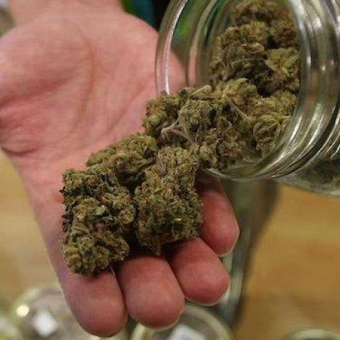 Dave Warden, a bud tender at Private Organic Therapy (P.O.T.), displays various types of marijuana on October 19, 2009 in Los Angeles, California. (David McNew/Getty Images)