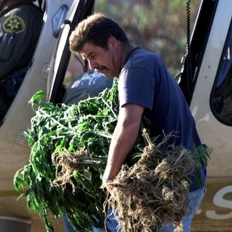 A sergeant in the Orange County Sheriff's Department confiscates a bundle of marijuana plants (Photo by Robert Lachman/Los Angeles Times via Getty Images)