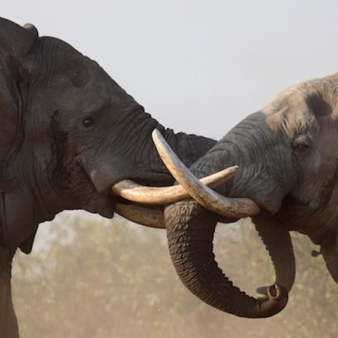 Bull elephants fighting at the Mooiplaas waterhole in the Kruger National Park, South Africa. (P. de Graaf/Getty Images)