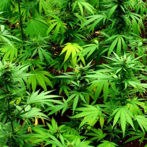Marijuana plants in Belmont, Jamaica, June 3, 2011. (Kevin Cummins/Getty Images)