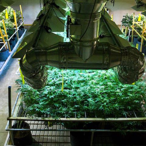 Ryan Milligan tends to the plants he grows at the Greenwekrs facility for sale to medical marijuana dispensaries in Denver, Colorado, on August 3, 2011. (Randall Benton/Sacramento Bee/MCT via Getty Images)