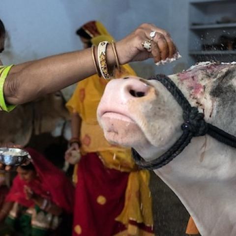 An Indian woman sprinkles yoghurt paste onto a cow's forehead during a Hindu Bach Baras ritual to bless the animal in the Rajasthan city of Udaipur on September 9, 2015. (Alex Ogle/AFP/Getty Images)