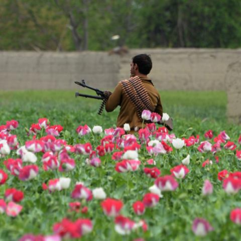 An Afghan security personnel stands guard as others destroy an illegal poppy crop in the Surkh Rod district of eastern Nangarhar province, April 5, 2017 (NOORULLAH SHIRZADA/AFP/Getty Images)