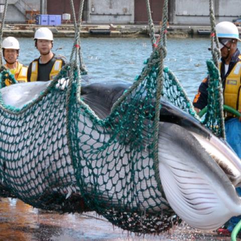A common minke whale is unloaded at Kushiro port during a research whaling on September 5, 2015 in Kushiro, Hokkaido, Japan. (The Asahi Shimbun/Getty Images)