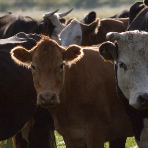 A group of cows rest in a cattle farm on March 07, 2009 in Lujan, Argentina. (Ricardo Ceppi/Getty Images)