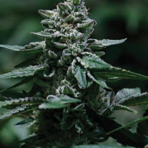 A plant is seen in a grow room at the NUG cannabis company headquarters in Oakland, Calif., on Thursday, Jan. 23, 2020. John Oram is the CEO of NUG.