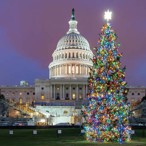 The 2020 US Capitol Christmas Tree on December 2, 2020