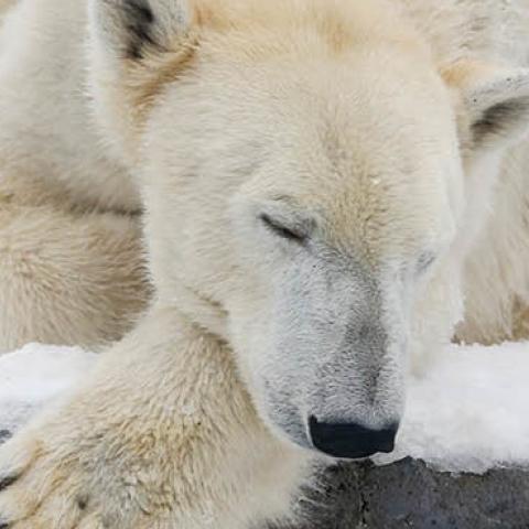 North Rhine-Westphalia, Gelsenkirchen: Polar bear Lara takes a nap in the snow.