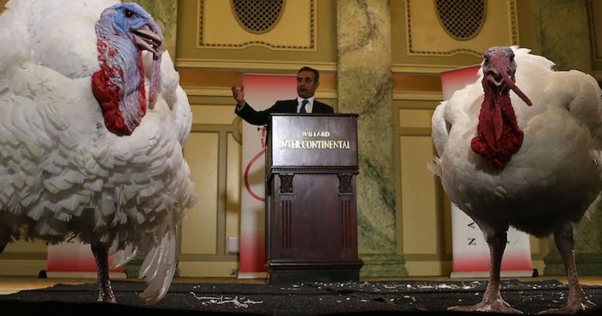 The Turkey Pardoning Tradition May Have Started with a Raccoon | Hudson ...